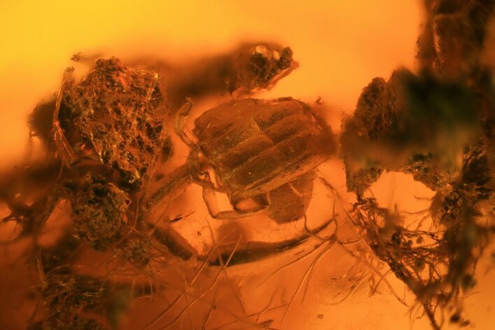 Fossil Pseudoscorpion Exuviae Preserved In Baltic Amber #94069